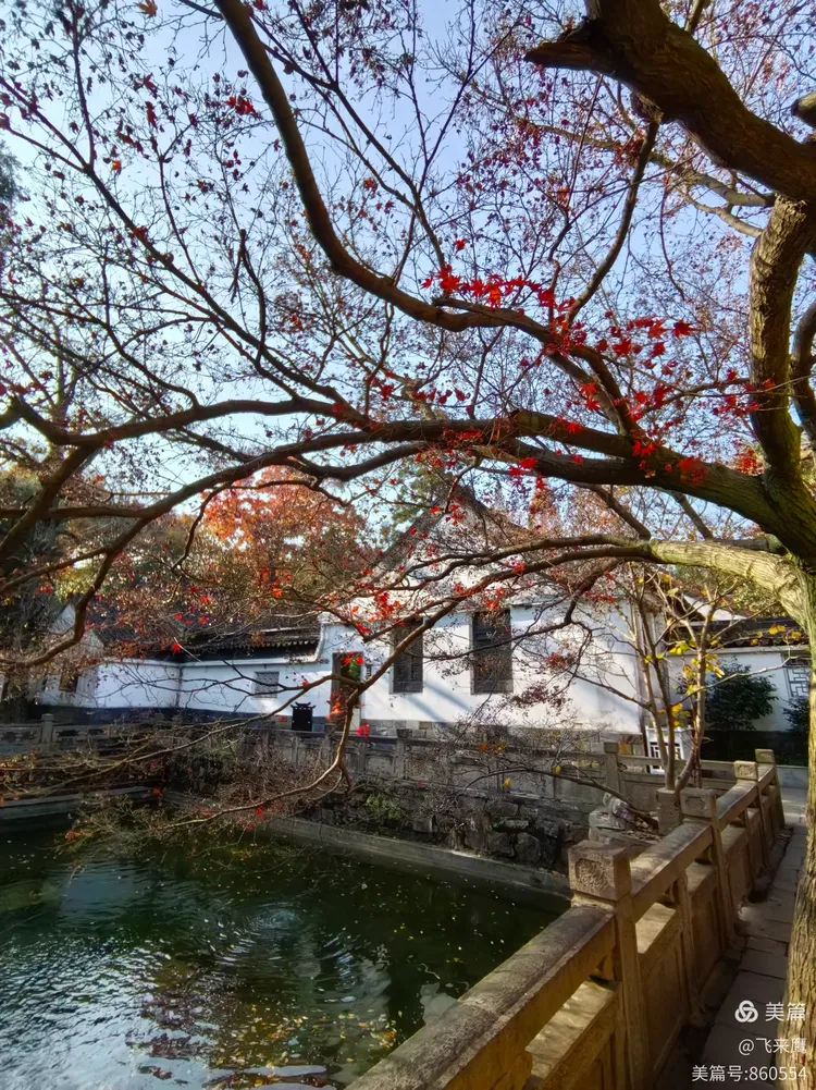 兴福寺初冬之美